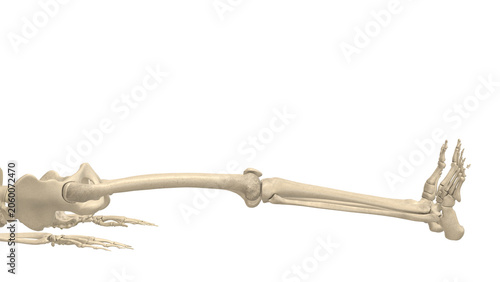 Bild auf Leinwand Skeleton Closeup Supine Bilateral Knee Extension Mask Alpha