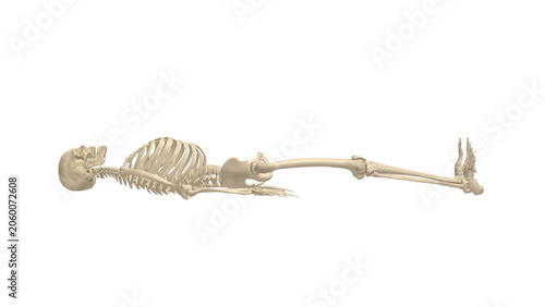 Fényképezés Skeleton Profile Supine Active Knee Extension Dorsiflexion Alpha