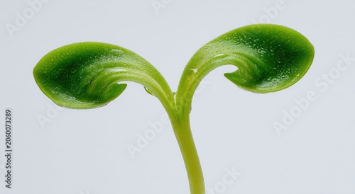 Close up of a young green seedling sprouting with two leaves.