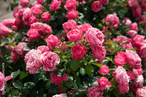 lush, multi-layered blooms of the pink rose 'Leonardo da Vinci' (floribunda). An elegant and romantic arrangement, perfect for gardening, ornamental plant breeding, luxurious landscape