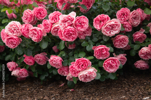 Fotografía lush, multi-layered blooms of the pink rose 'Leonardo da Vinci' (floribunda)