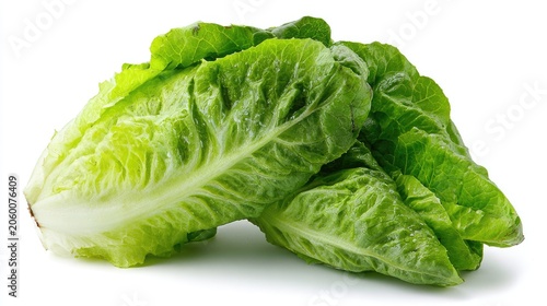 Fresh Romaine Lettuce Heads Isolated on White Background.