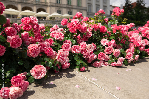 Fotografía Mass planting of Rosa 'Leonardo da Vinci' roses in a formal urban landscape
