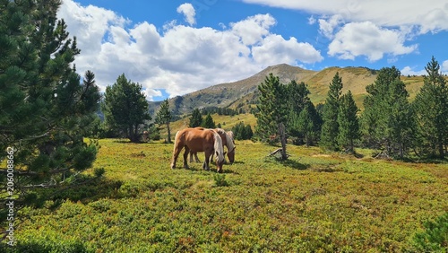 Quadro su tela De beaux chevaux de traits en train de brouter dans un champ de myrtilles quelqu