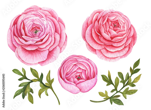 Set of watercolor ranunculus flowers and leaves, hand drawn floral illustration, spring plants isolated on white background.