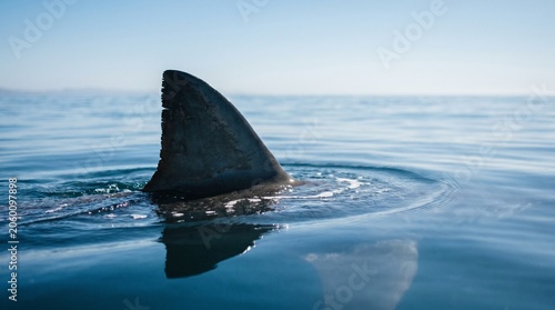 A large shark fin cuts through the calm, blue surface of the ocean under a clear sky, capturing a tense and cinematic moment in the wild open sea.