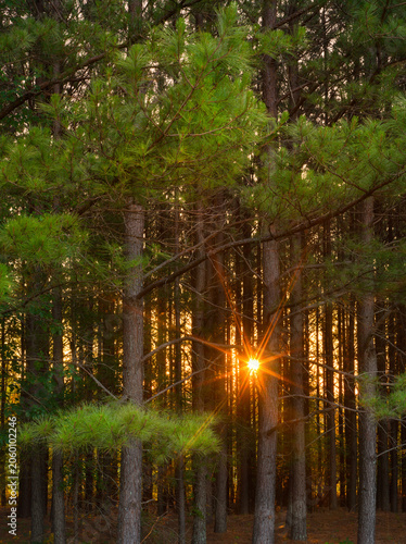 Sunrise creating startburst through a forest of Leyland pines in Virginia, USA