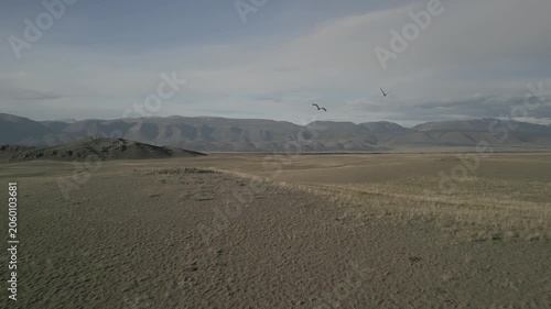 Aerial tracking shot of two wild cranes flying together over spring steppe valley during golden hour sunset. High snowy mountains background. RAW flat profile uncorrected video.