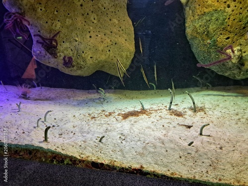 Spotted garden eels (Heteroconger hassi) poking out of the sand with thin razorfish swimming vertically in an aquarium tank.