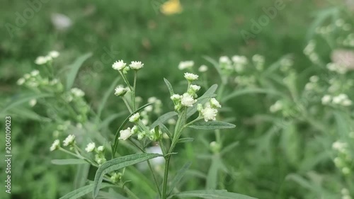 Parthenium hysterophorus Carrot Weed Flower Blooming In Natural Habitat