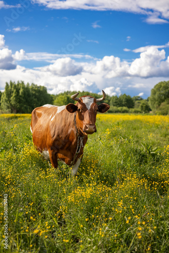 A photograph of a domestic cow in a meadow in summer.