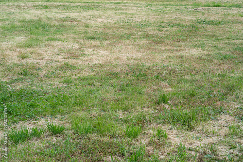 Fotografie Patchy green lawn with dry grass spots