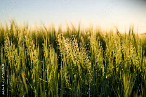 Green barley ears on the field
