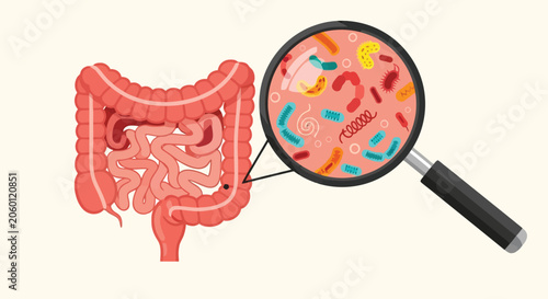 Human digestive system anatomy showing large and small intestines with magnifying glass revealing gut microbiome bacteria and microscopic flora organisms.