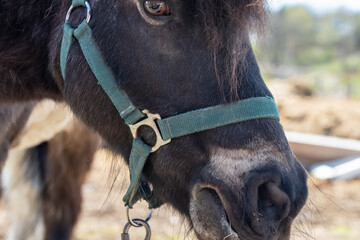 Close-up of a dark brown horse's face with visible eye, nostrils, and green harness straps, capturing the animal's gentle expression and detailed features for equestrian portrait photography. 