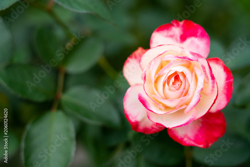 Bloom red rose with green leave in the garden