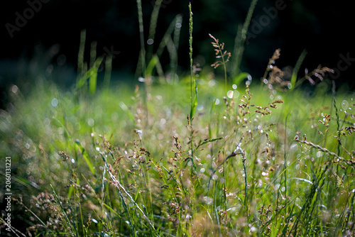Green grass with droplets in the morning