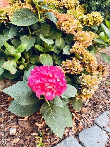 pink and yellow  hydrangea flowers