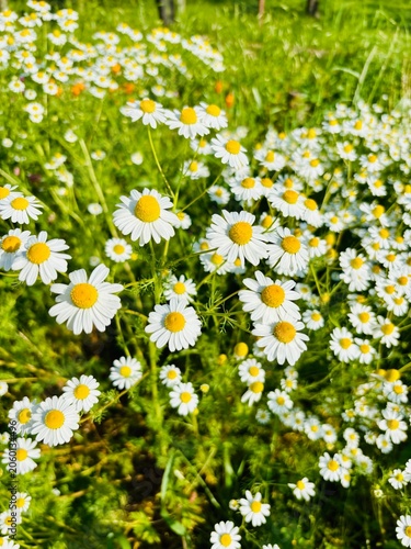 field of chamomile
