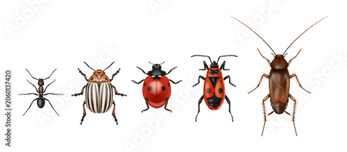 Photos Detailed vector illustration of diverse insects on white background