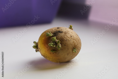 Detailed macro photograph of a single potato tuber with multiple green sprouts emerging from its surface.