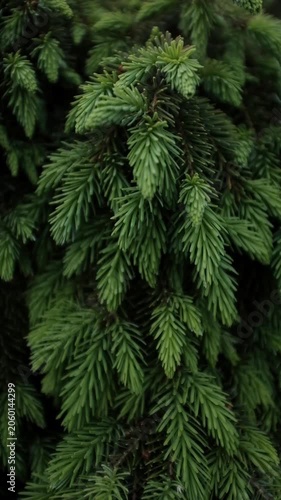 Close up shot of fresh green spruce branches moving gently in the wind, natural evergreen background. Christmas tree pine tree closeup slow motion video. Needles fir. Evergreen pine tree forest.
