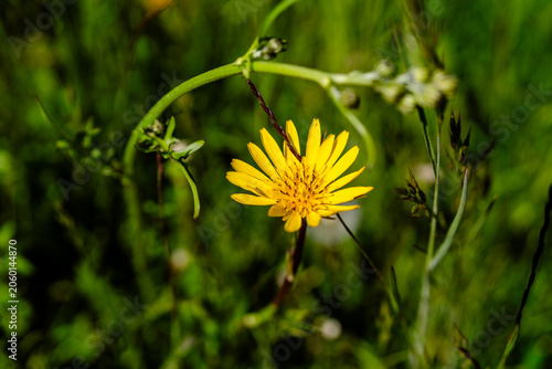 Yellow Wildflower in Green Meadow Grass