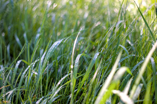 Dew droplets on green grass