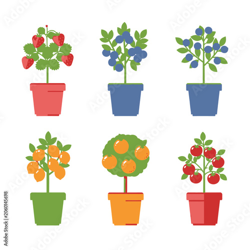 Six potted fruit and berry plants in colorful containers on white background