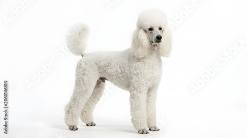 White poodle standing isolated on white background
