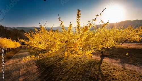 Beautiful Forsythia In Full Bloom