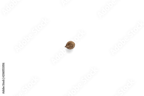 Single coriander seed isolated on a pure white background. Minimalist top view of a lonely organic spice grain with extensive copy space