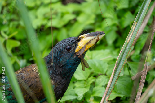 Fotografie Great barbet or asian barbet feasting on winged termite