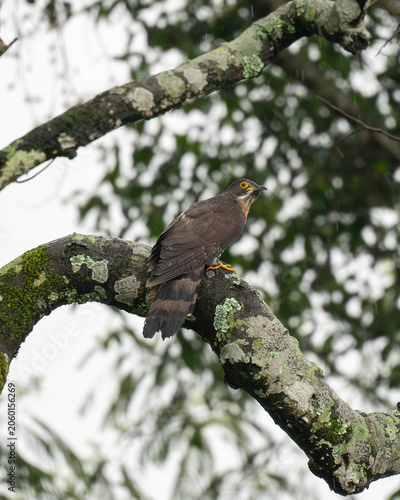 Photography The large hawk-cuckoo is a species of cuckoo in the family Cuculidae