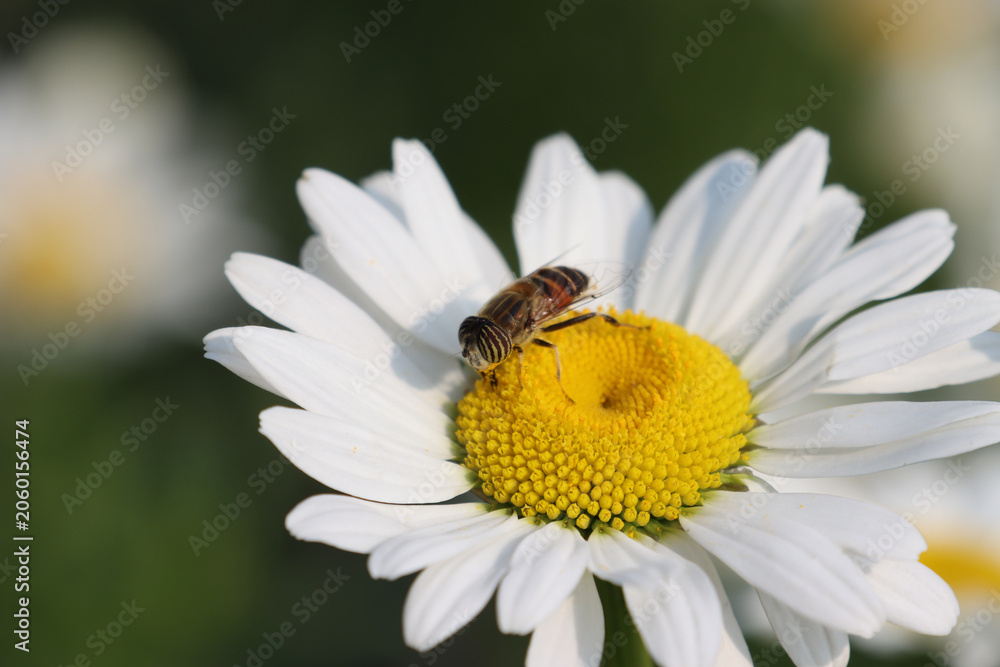 Fototapeta premium Bee on White Daisy Flower in Bloom