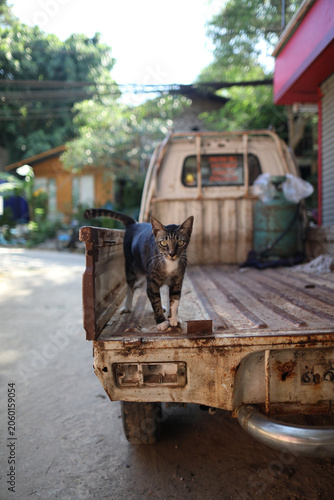 cat in the back of a truck