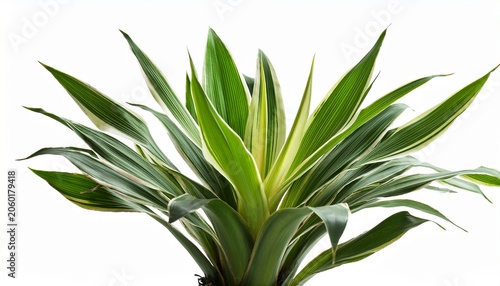 Tropical Dracaena Plant Isolated On White
