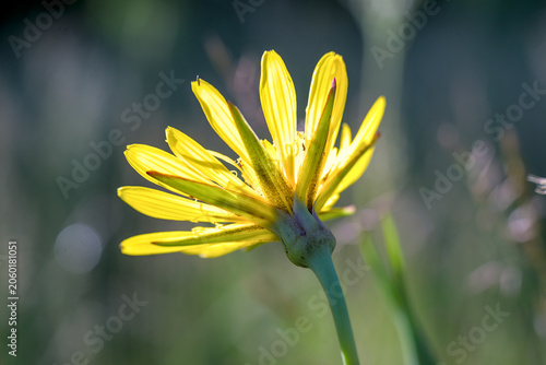 Tragopogon pratensis yellow flower blooming on the meadow