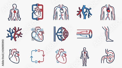 Photos Human Circulatory System Anatomy Medical Illustrations.
