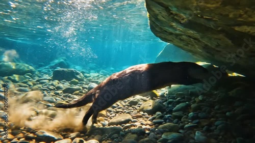 Curious Otter Diving Gracefully Underwater in Natural Habitat