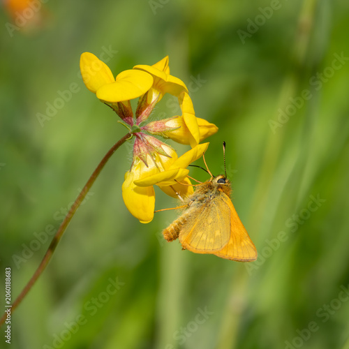 Εκτύπωση καμβά A Large Skipper Feeding on Bird's Foot Trefoil