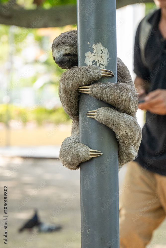 Fototapeta premium Brown-throated sloth (Bradypus variegatus) climbing a light pole in Centennial Park in Cartagena, Colombia