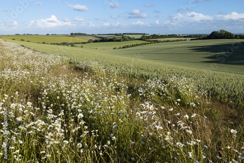 Oxeye daisies growing wild next to arable farmland growing wheat on the Berkshire Downs, East Garston, Berkshire, England, United Kingdom, Europe