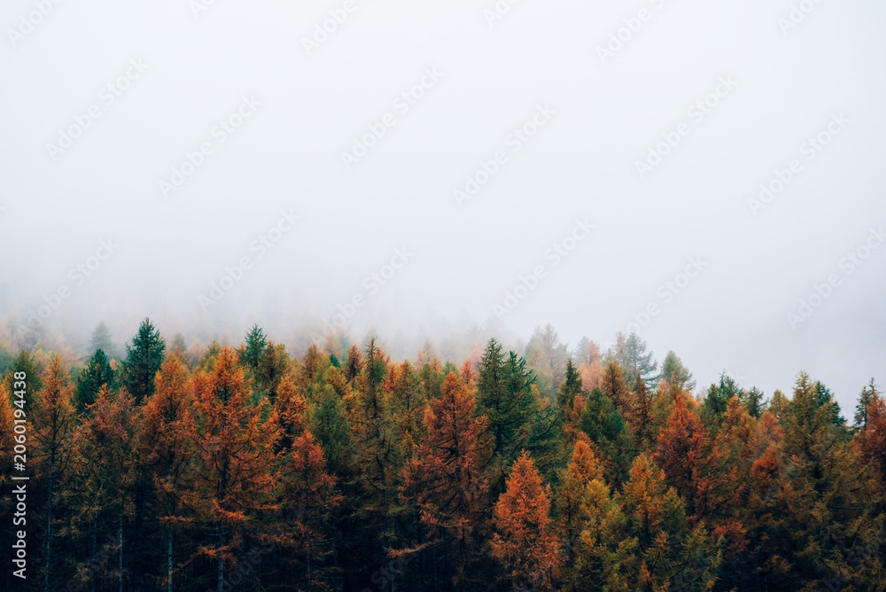 Fototapeta premium Nature background with colorful autumn forest surrounded by white haze in the Alps. Mountain landscape.