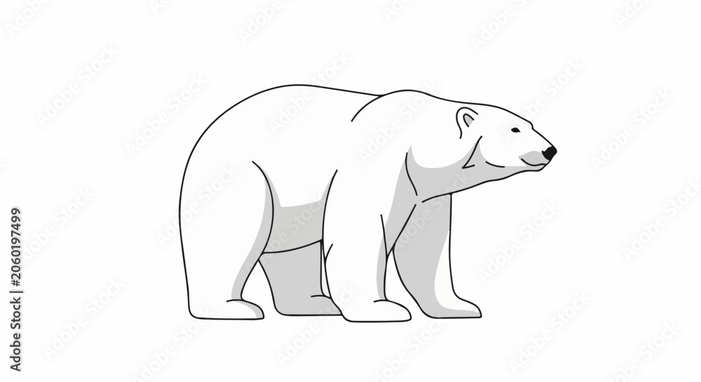 Fototapeta premium A large polar bear standing on all fours