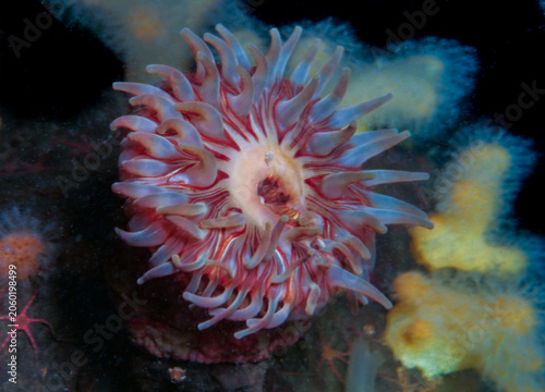 Dahlia sea anemone