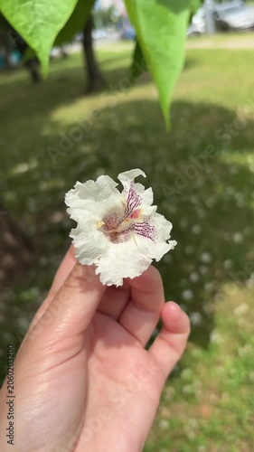 Hand Holding White Catalpa Tree Flower in a Park
