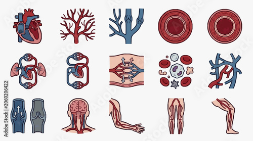 Fotografía Human circulatory system and organ illustrations.
