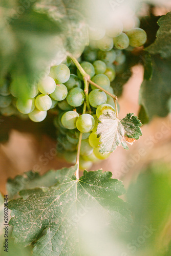 Принти на полотні White Wine Grapes on the Vine in Western Cape Vineyard
