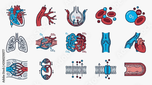 Cuadro en lienzo Human Circulatory System and Respiratory System Anatomy Illustrations